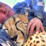 Nap with cheetah